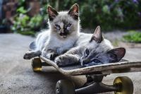 скейтбордове - 67486 предложения