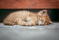 Sleep Headphones - 48541 opportunities